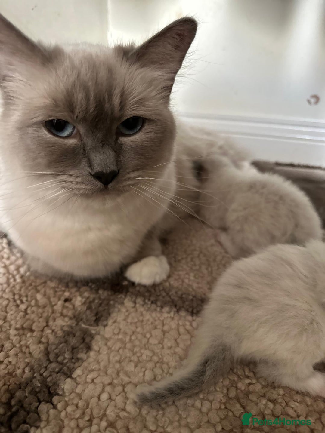 Ragdoll cats for sale: READY NOW Stunning pure breed ragdoll kittens  - Image 10
