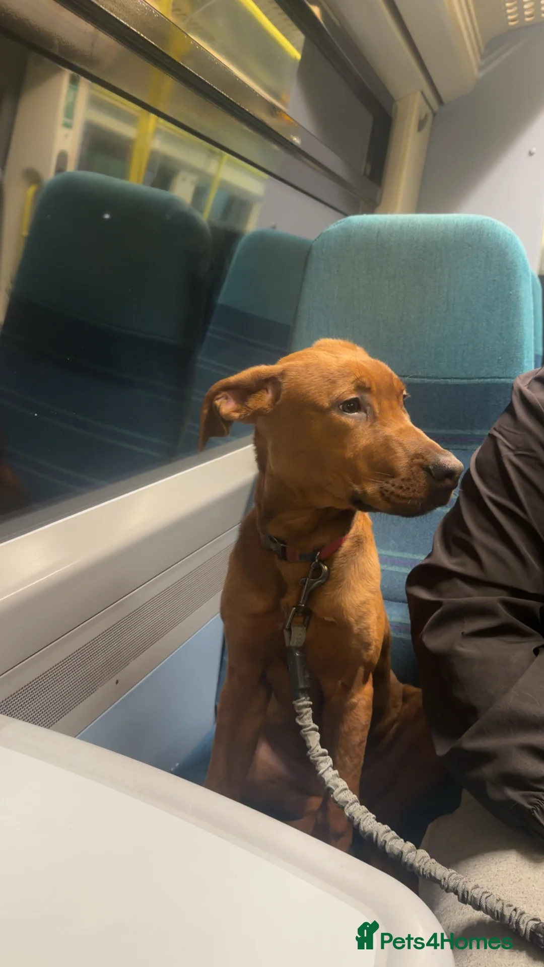 Mixed Breed dogs for sale: Meet Luna in Croydon - Advert 3