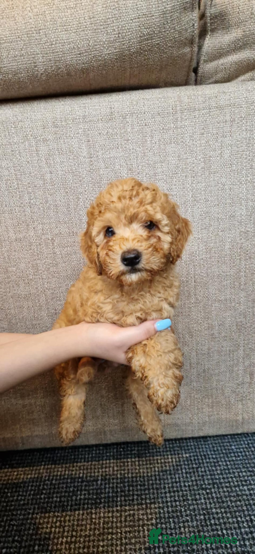 Cavapoo dogs for sale: Ready to go* Cavapoo pups - Image 2