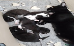 Ragdoll cats for sale: 3 beautiful girls ragdoll x domestic left! - Image 14