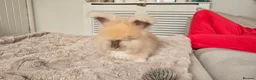Angora rabbits for sale: 🐰English angora last boy ready now🐰 - Advert 11