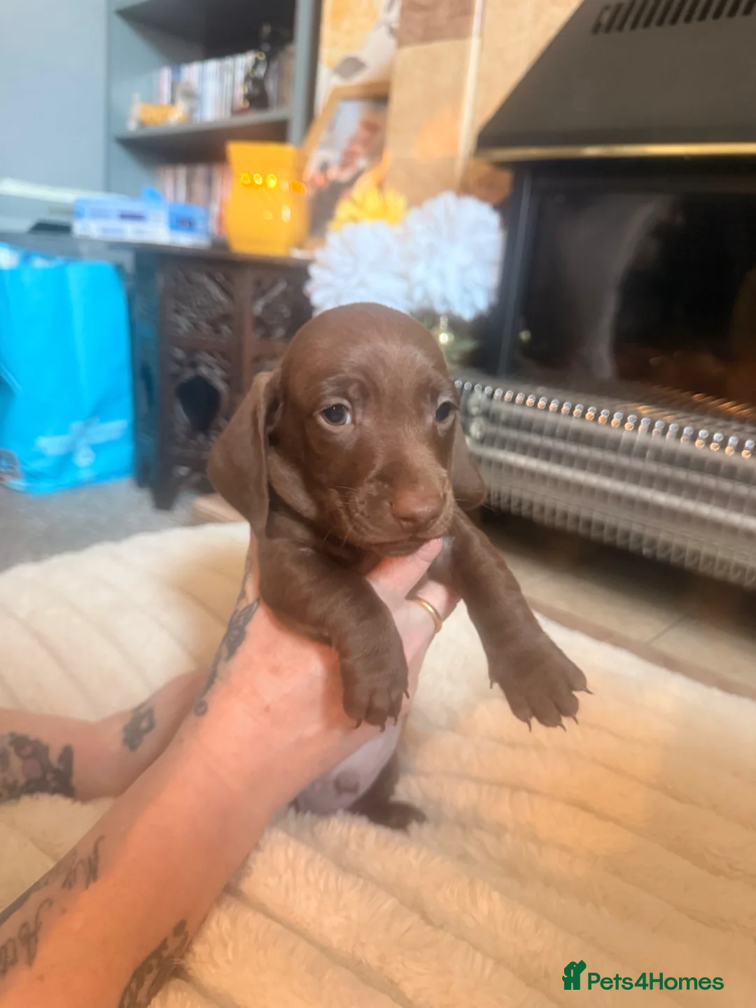 Miniature Dachshund dogs for sale: Full colour miniature Dachshund rare markings  - Advert 24