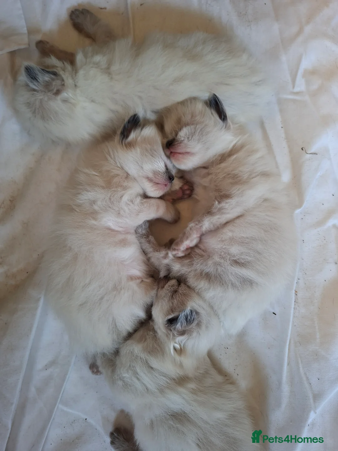Ragdoll cats for sale: PEDIGREE RAGDOLL KITTENS - Advert 4