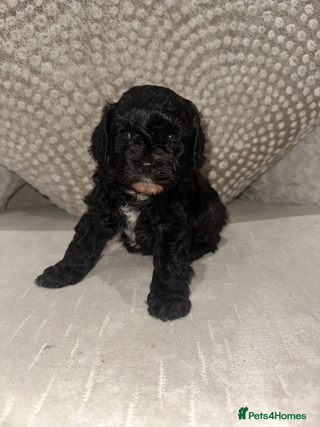Cavapoo dogs for sale: F1 cavapoo puppies heath tested  - Advert 6