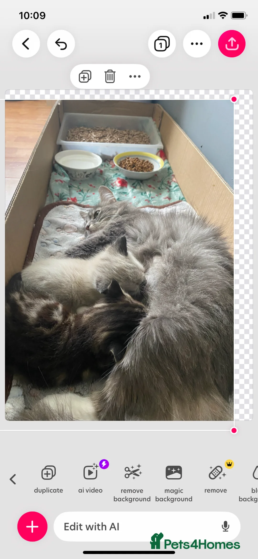 Mixed Breed cats for sale: Part ragdoll kittens - Advert 11