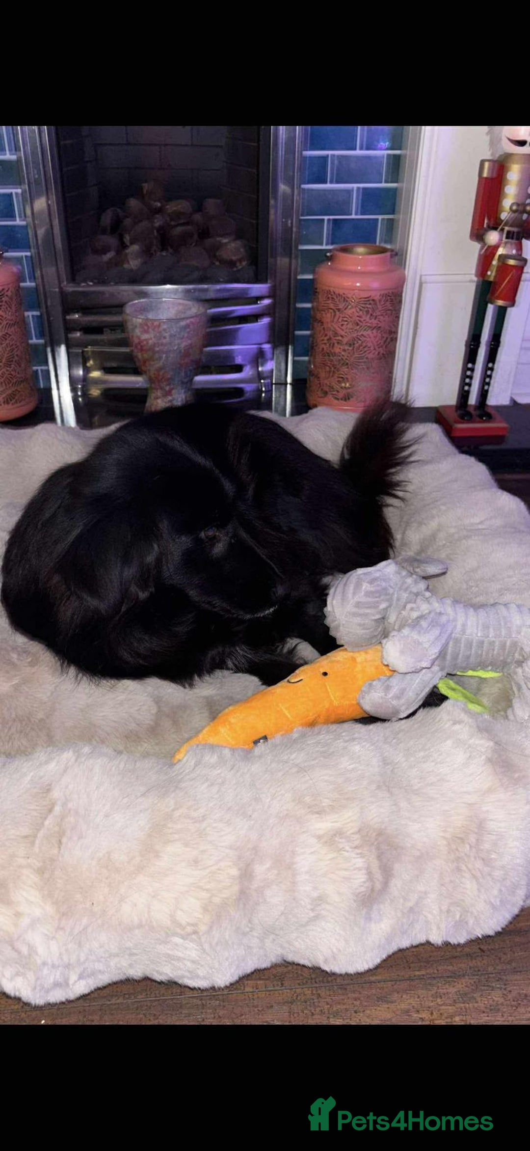 Mixed Breed dogs for adoption: Gentle Saffie Seeks Patient Forever Family - Advert 2