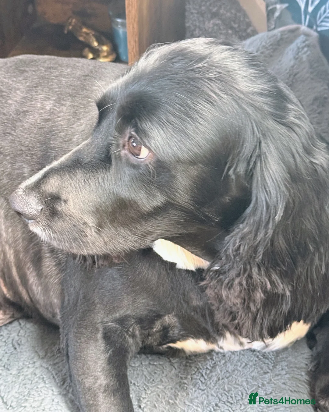 Sprocker dogs for sale: Male Sprocker in Sheffield - Advert 2
