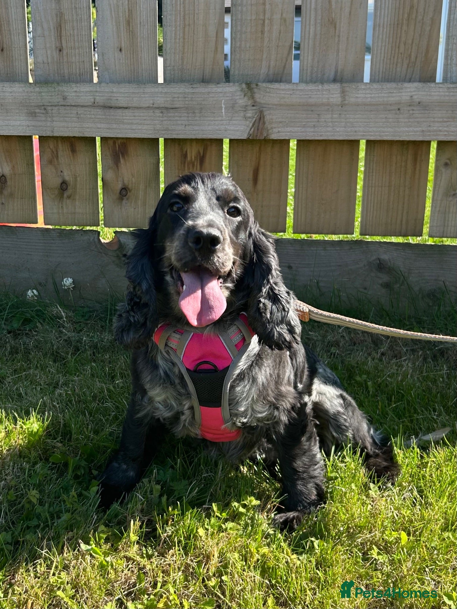 Cocker Spaniel dogs Adult Cocker Spaniel For Sale - Advert 8