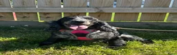 Cocker Spaniel dogs for sale: Adult Cocker Spaniel For Sale - Advert 1