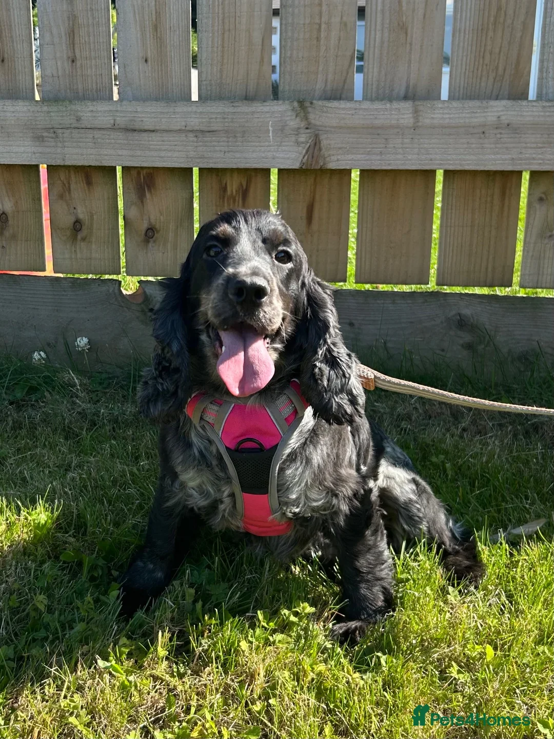 Cocker Spaniel dogs for sale: Adult Cocker Spaniel For Sale - Advert 1