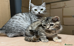 Domestic Shorthair cats for sale: 2 Male 1 Female Tabby Cats - Silver Tabby Mother - Image 10