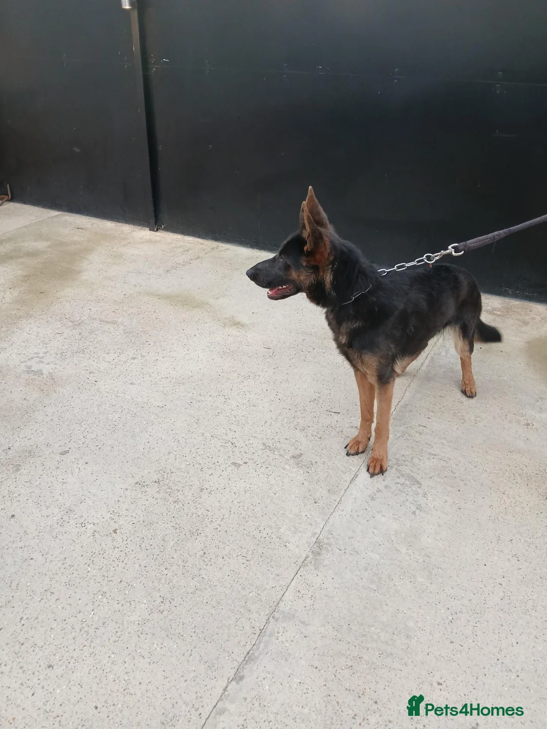 German Shepherd dogs for sale: German Shepherd female needs a good home - Advert 2