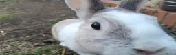 Dutch rabbits for sale: Darling Beautiful Girl - Advert 3