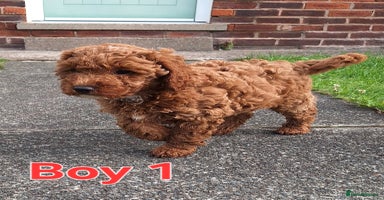 Cockapoo dogs - Advert 2