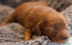 Cavapoo dogs for sale: Gorgeous F1B Fox Red Cavapoo Puppies - Image 19