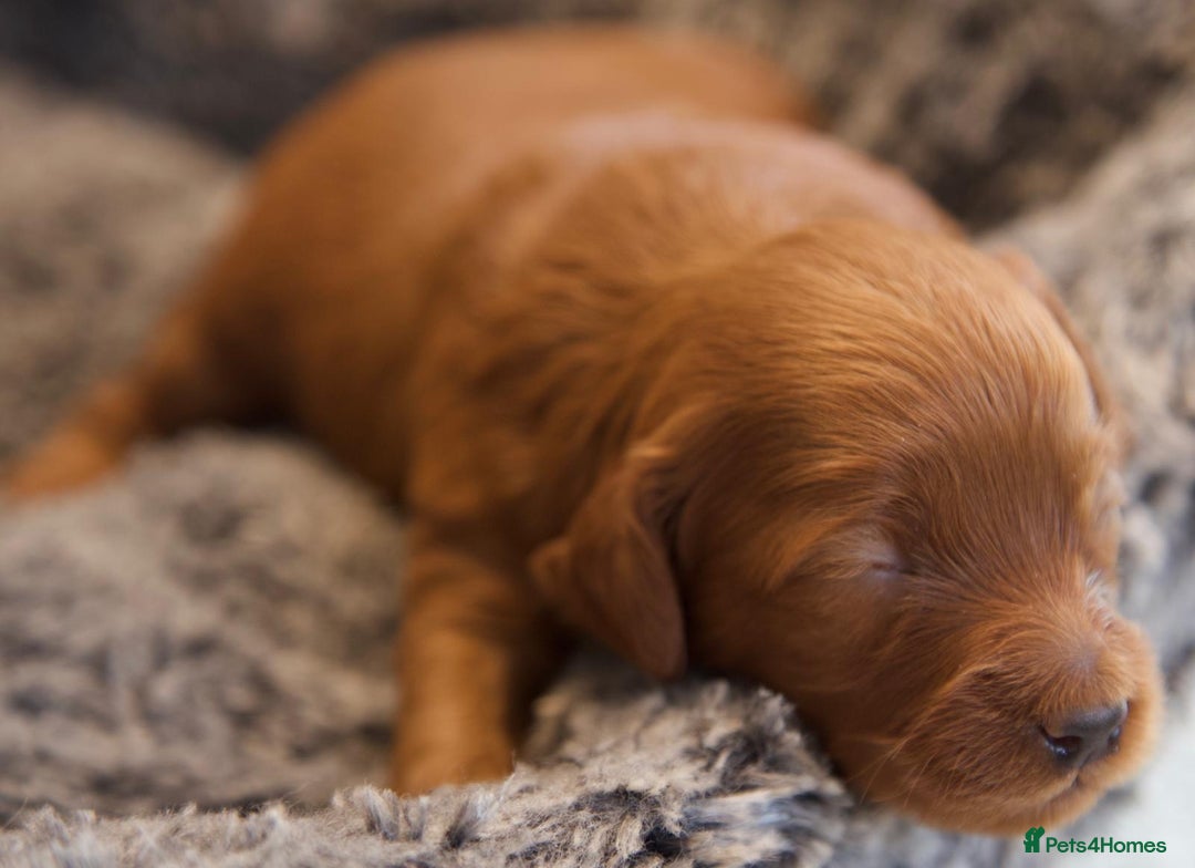 Cavapoo dogs for sale: Gorgeous F1B Fox Red Cavapoo Puppies - Image 19
