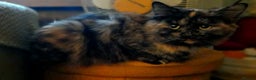 Mixed Breed cats for sale: Loving Home Needed for Peaches * ** * - Advert 3