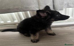 German Shepherd dogs for sale: German shepherd puppies - Image 12