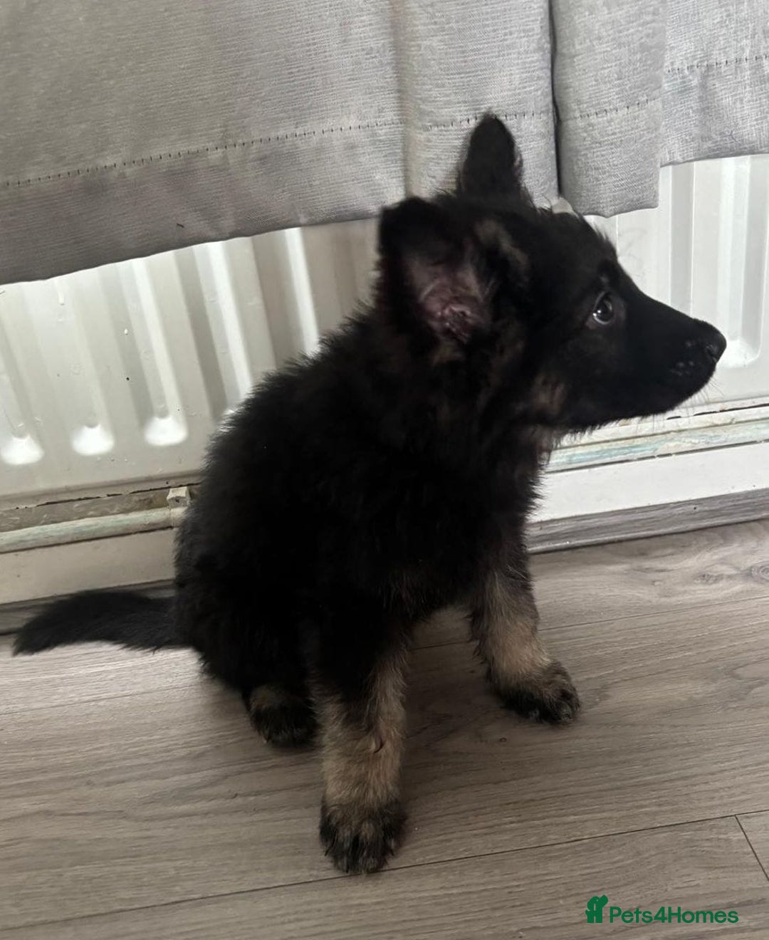 German Shepherd dogs for sale: German shepherd puppies - Image 12