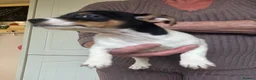Jack Russell dogs for sale: Stunning litter of jackrussels  - Advert 11