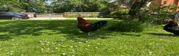 Chickens poultry for sale: Copper - Welsummer X in Malvern - Advert 6