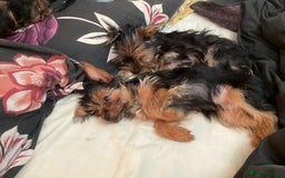 Yorkshire Terrier dogs for sale: Puppies for sale - Image 4