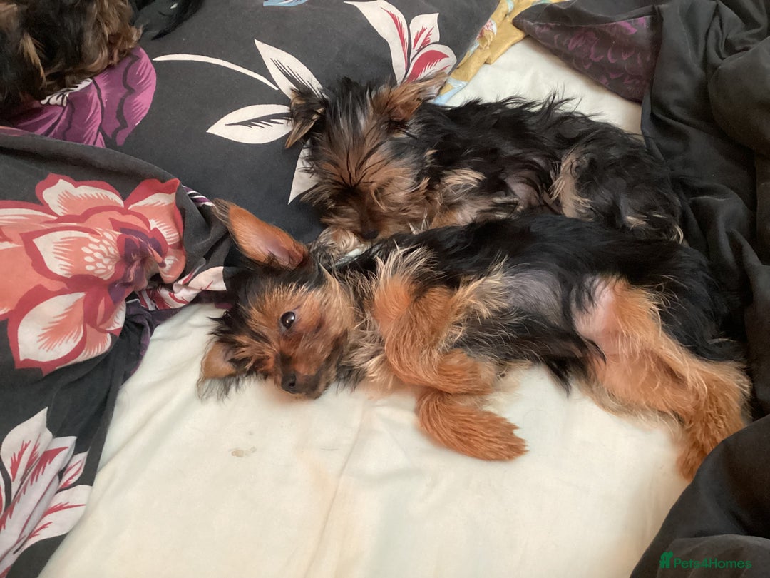 Yorkshire Terrier dogs for sale: Puppies for sale - Image 4
