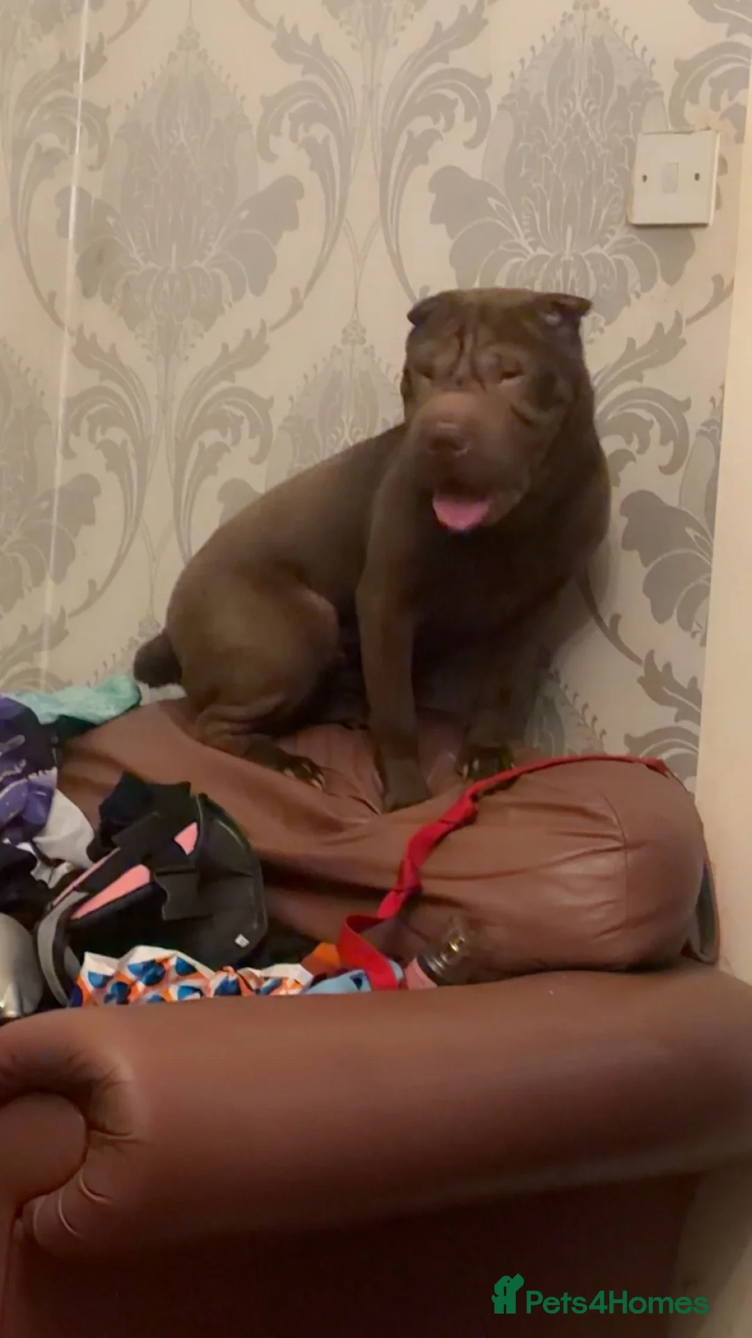 Shar Pei dogs for sale: Bambi - Shar Pei  - Advert 2
