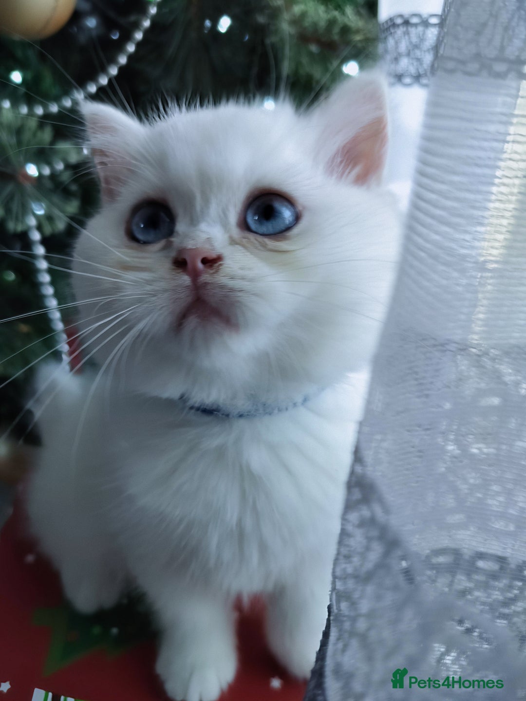 British Shorthair cats for sale: British shorthair kittens  - Advert 2