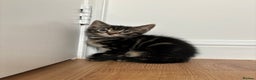 Maine Coon cats for sale: 🌟 5 Adorable Kittens Ready For 4ever Home🌟 - Advert 27