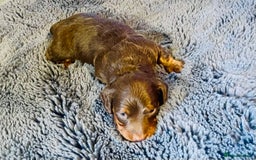 Miniature Dachshund dogs for sale: Gorgeous Long Haired KC Miniature Dachshunds - Image 20