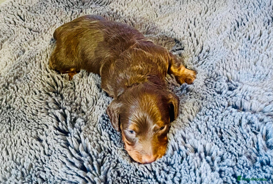 Miniature Dachshund dogs for sale: Gorgeous Long Haired KC Miniature Dachshunds - Image 20