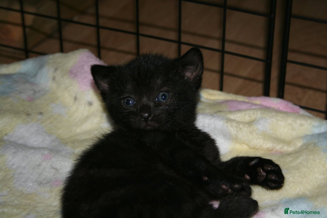 Domestic Shorthair cats for sale: Beautiful kittens ready 11th Sept - Image 6
