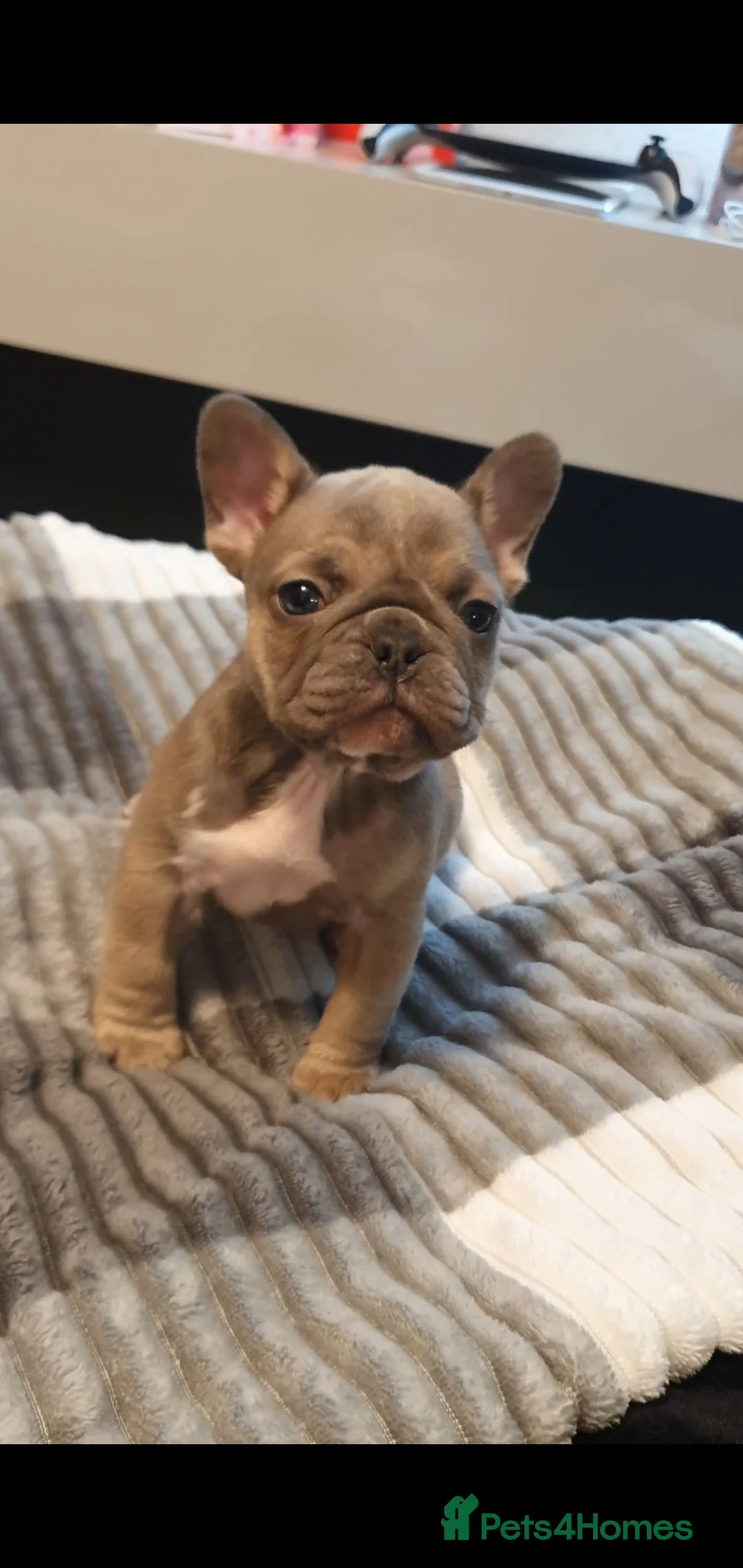 French Bulldog dogs for sale: French bulldog  - Advert 1