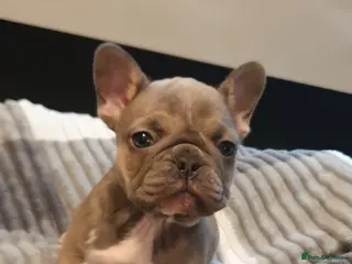 French Bulldog dogs French bulldog - Advert 2