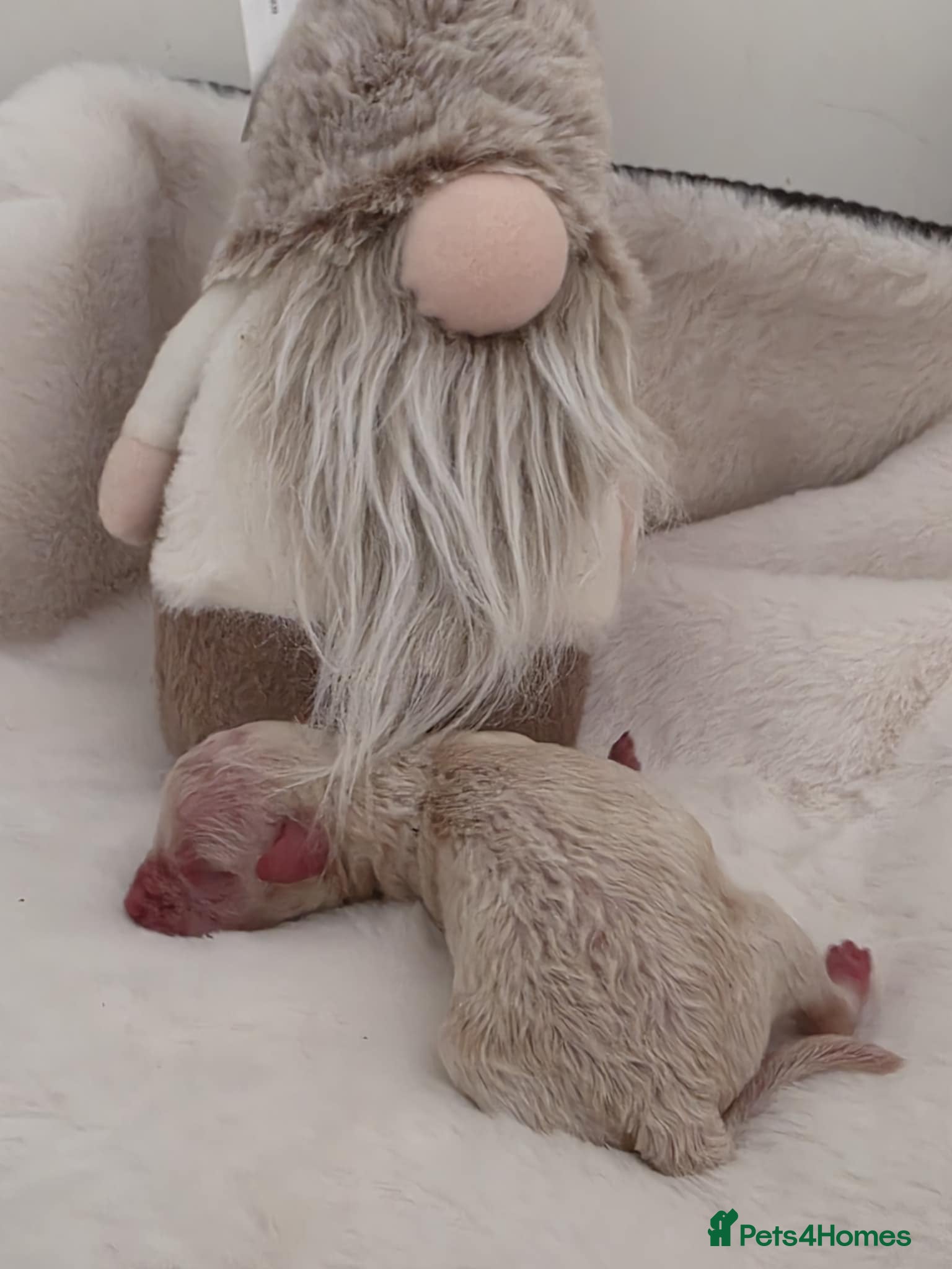 Maltipoo dogs Stunning✨rare Maltipoos  - Advert 1