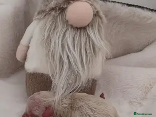 Maltipoo dogs Stunning✨rare Maltipoos - Advert 1