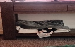 Domestic Shorthair cats for sale: 2 adult loving cats looking for new home - Advert 2