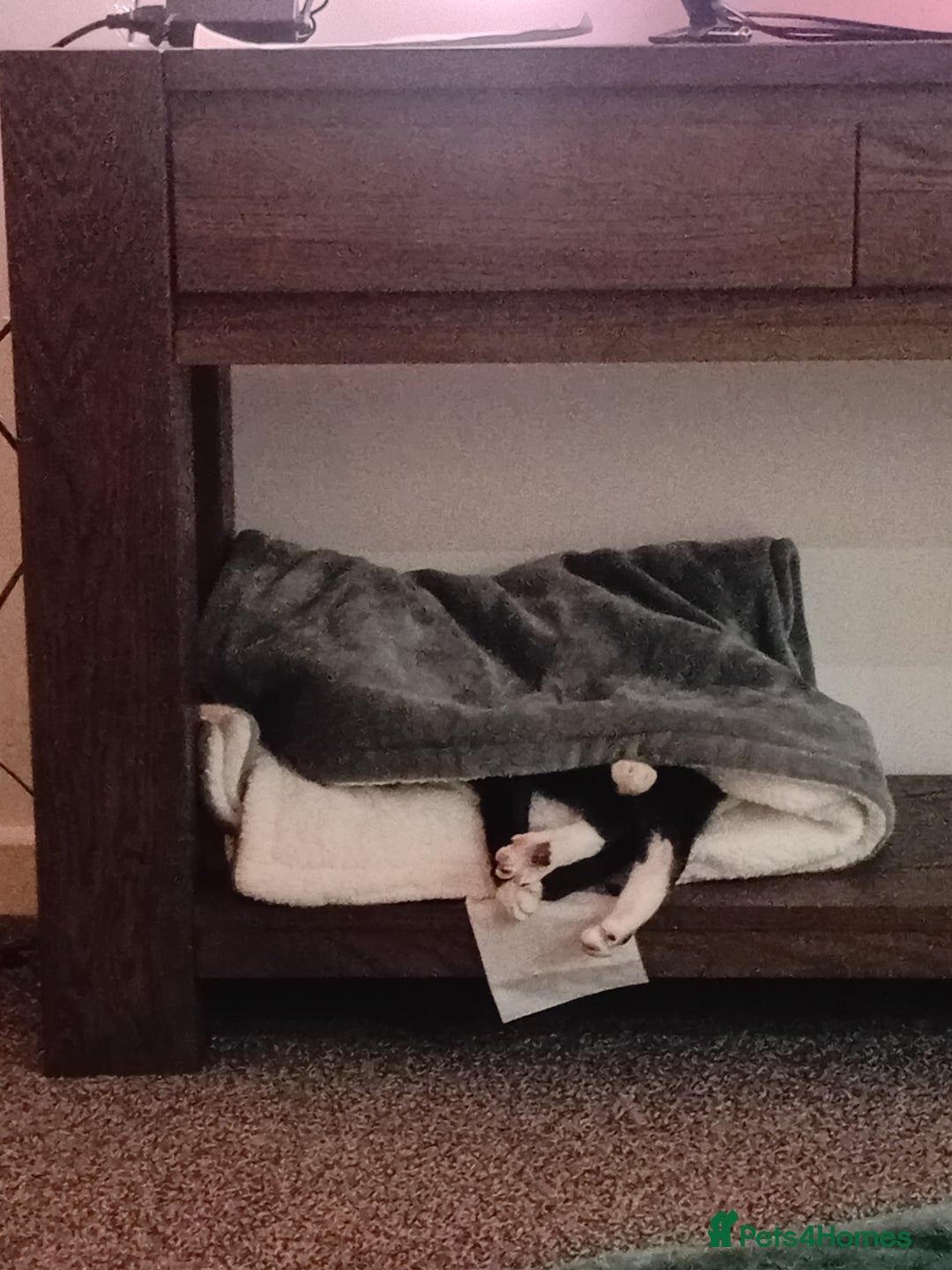 Domestic Shorthair cats for sale: 2 adult loving cats looking for new home - Advert 2