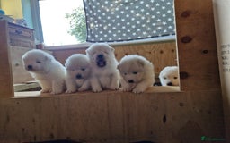 Samoyed dogs for stud: Purebred KC Registered SAMOYED Stud for Breeding  in Reading - Image 17