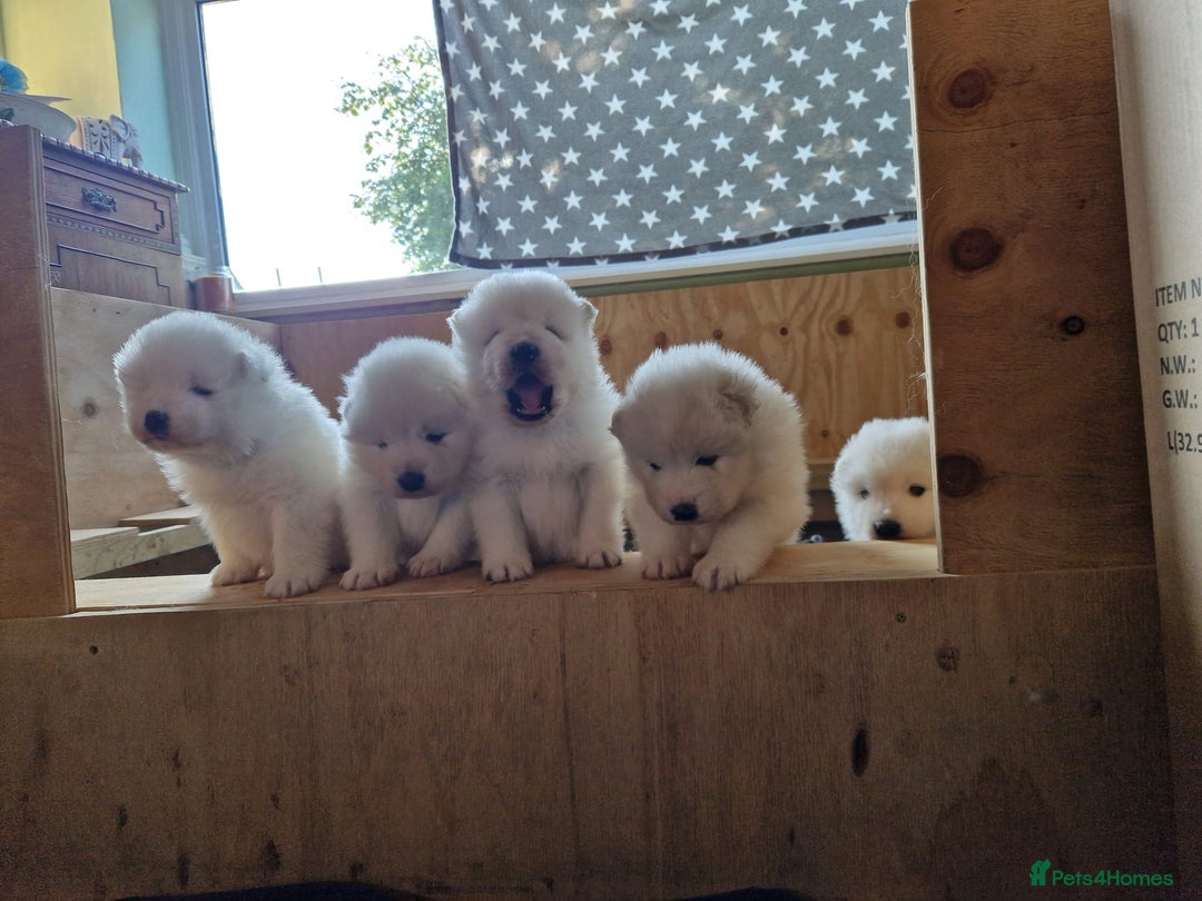 Samoyed dogs for stud: Purebred KC Registered SAMOYED Stud for Breeding  in Reading - Image 17