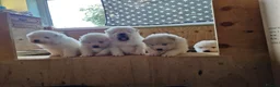 Samoyed dogs for stud: Purebred KC Registered SAMOYED Stud for Breeding  in Reading - Advert 17