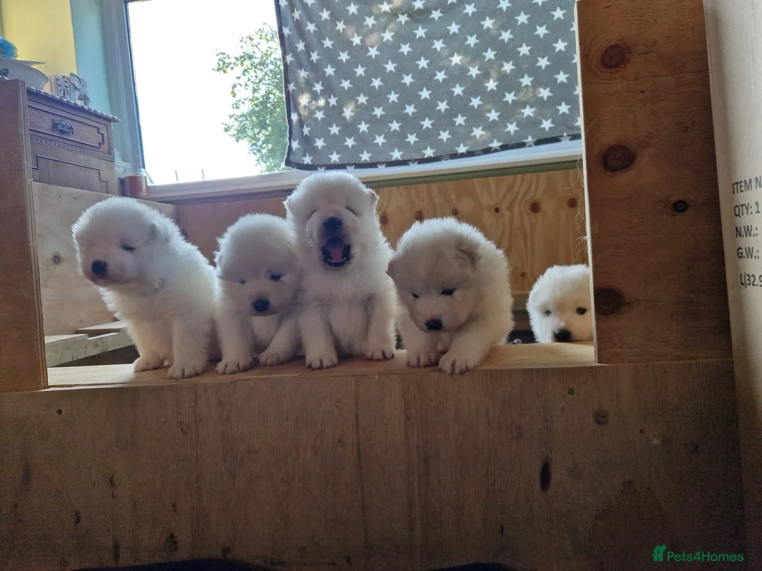 Samoyed dogs for stud: Purebred KC Registered SAMOYED Stud for Breeding  in Reading - Advert 17