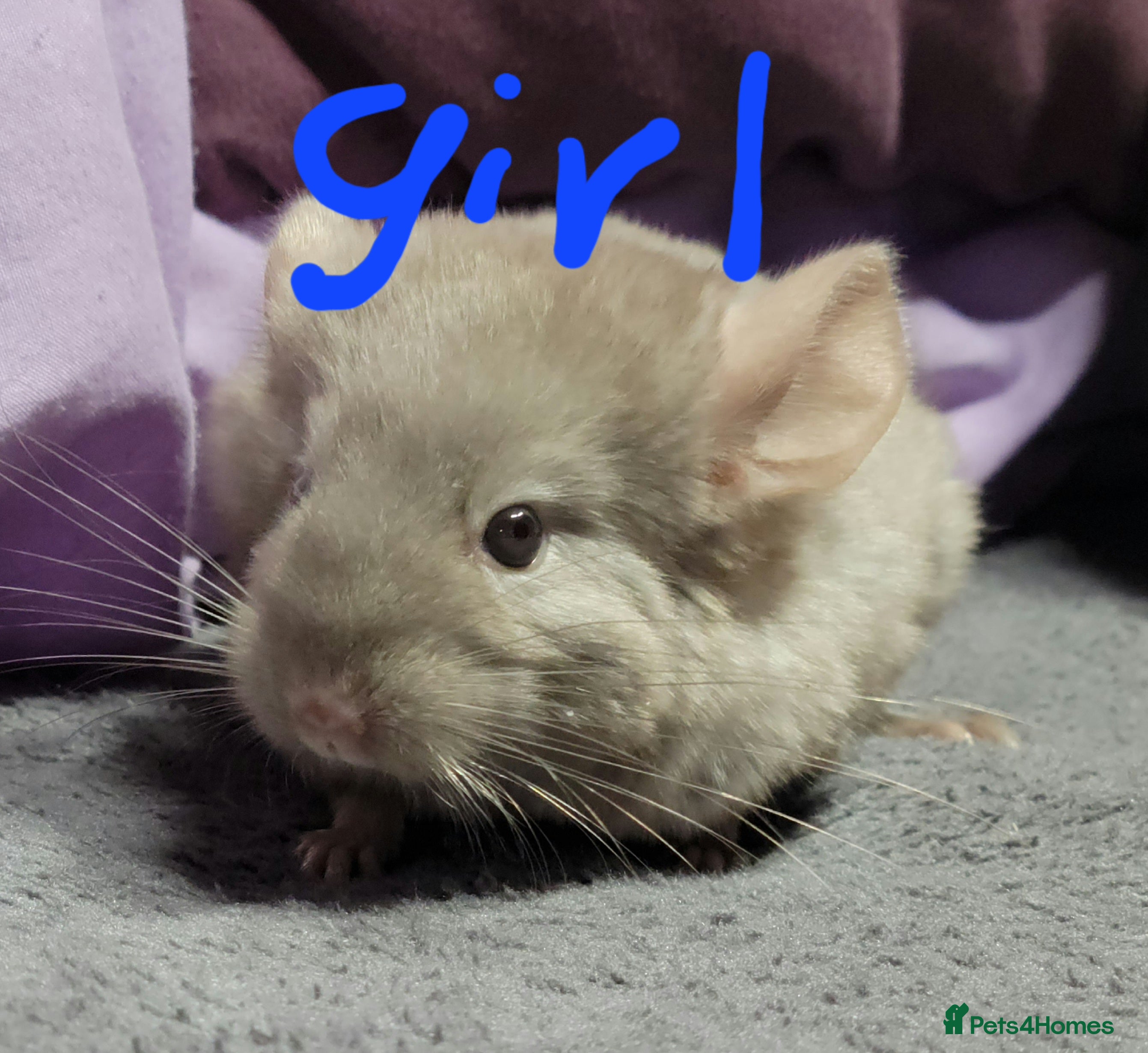 Chinchilla rodents Baby chinchillas ready for their new homes - Advert 21