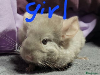 Chinchilla rodents Baby chinchillas ready for their new homes - Advert 3