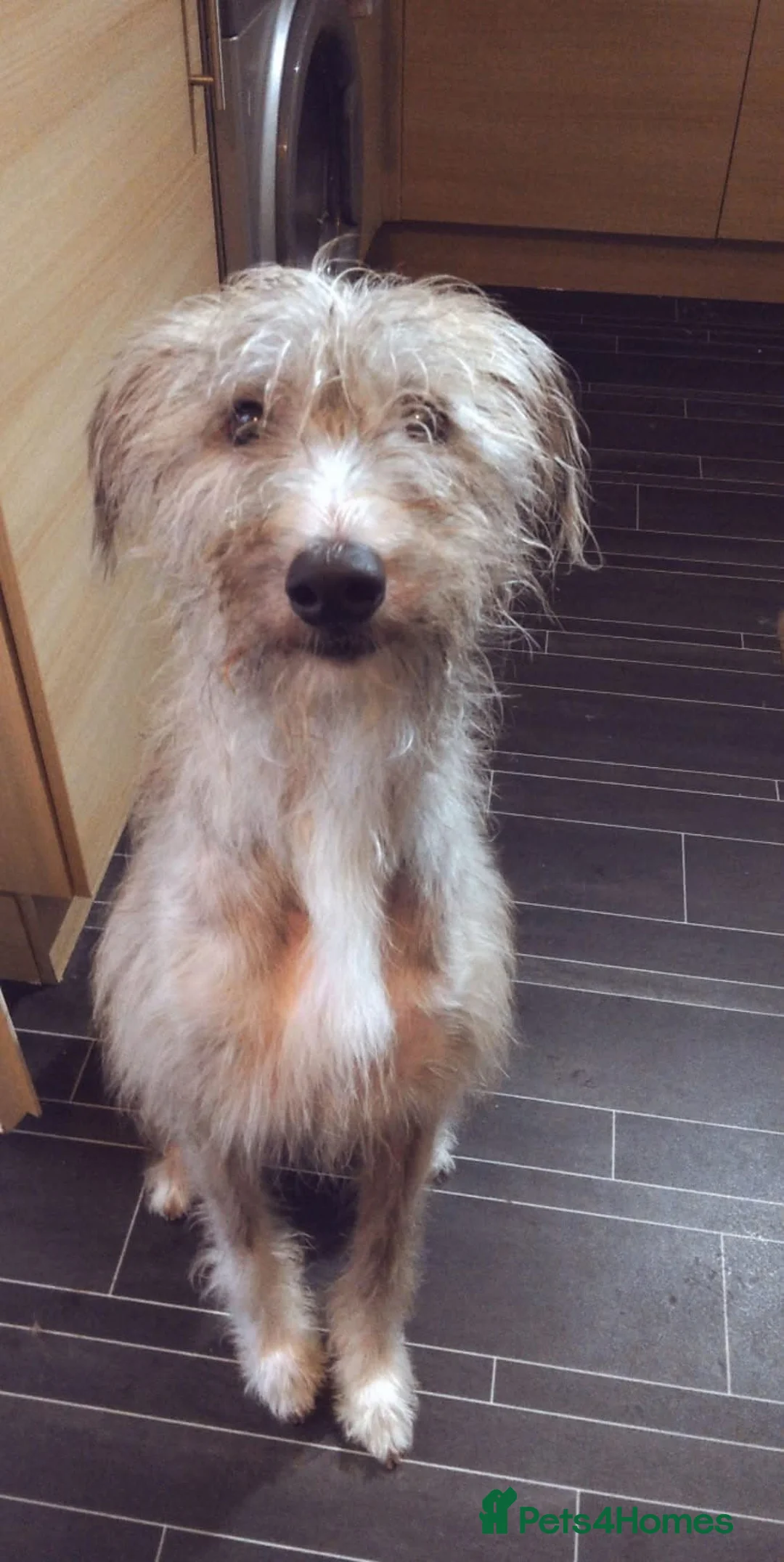 Mixed Breed dogs for adoption: Meet Merlin, currently residing in Cheshire  in Nantwich - Advert 2