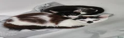 Mixed Breed cats for adoption: Two Cats for Indoor Adoption Together  - Advert 7
