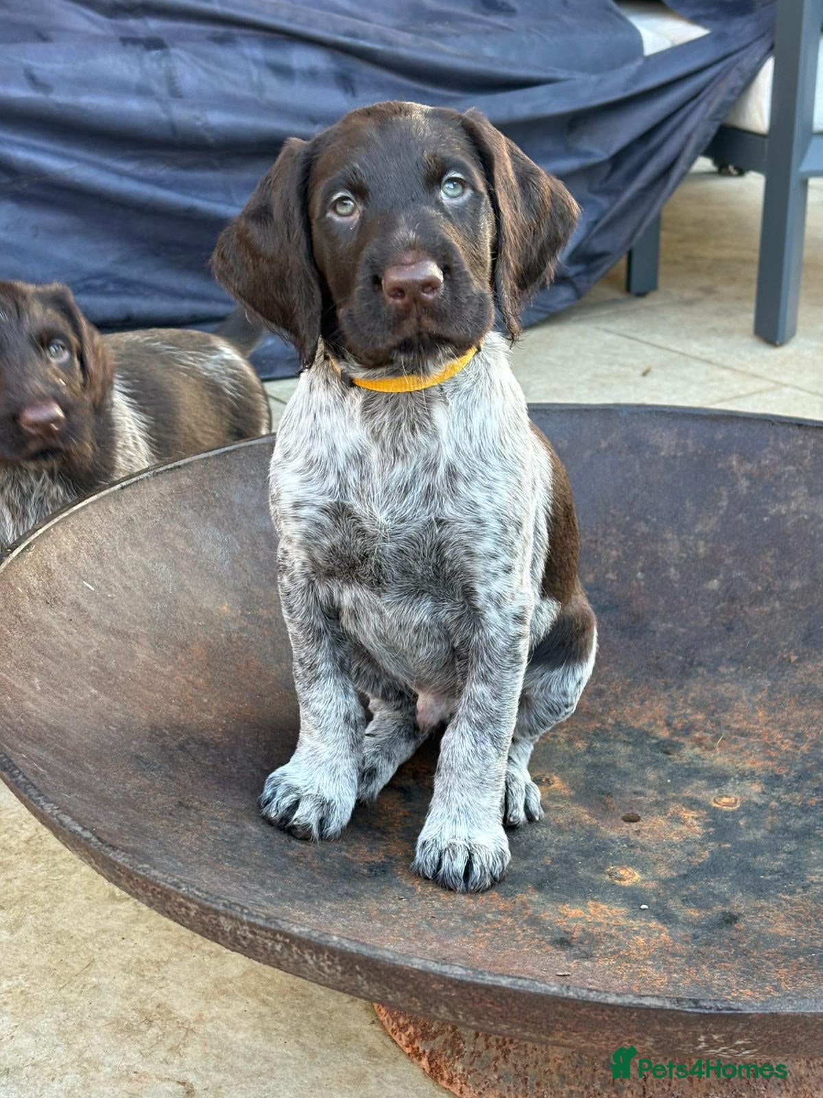 German Wirehaired Pointer dogs KC registered German Wirehaired Pointers - Advert 1