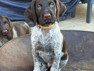 German Wirehaired Pointer dogs KC registered German Wirehaired Pointers - Advert 7