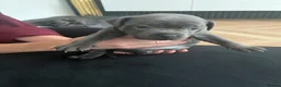 Staffordshire Bull Terrier dogs for sale: Blue Staffordshire bull terriers  - Advert 9